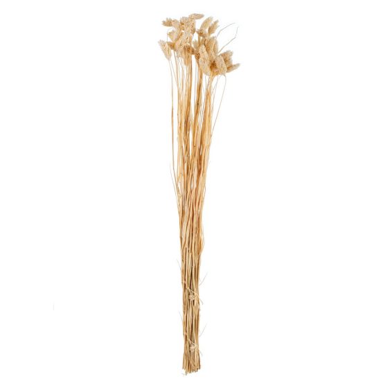 Αποξηραμένο Phalaris ΡΤ191