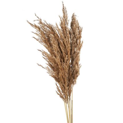 Αποξηραμένη Pampas Grass Μπουκέτο 5τμχ ΡΤ163
