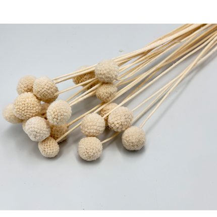 Bundle of dried bunny-tail grass seed heads with fluffy beige plumes on long stems, decorative arrangement