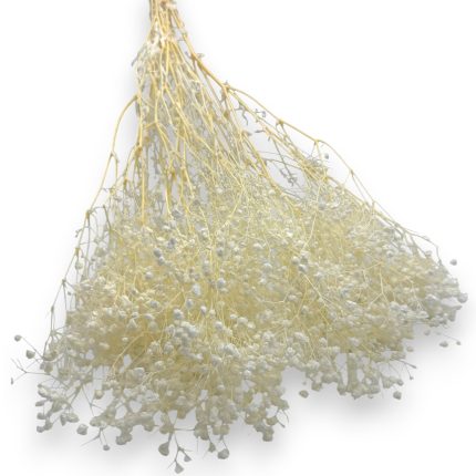 Dried white baby's breath bouquet with pale yellow stems on a white background.