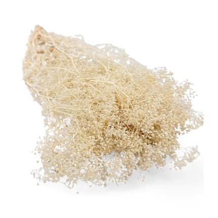 Cream-colored dried baby's breath flowers arranged in a loose bouquet on a white background.