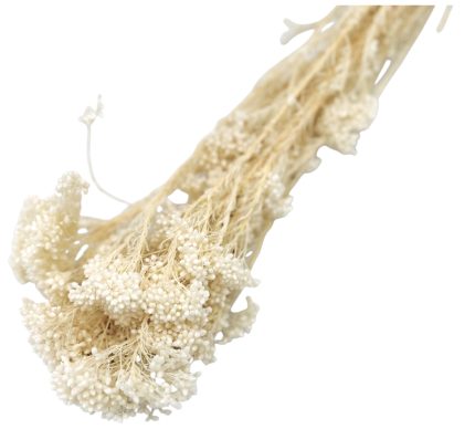 Dried plant with off-white, bead-like clusters along a tan stalk, set against a white background.