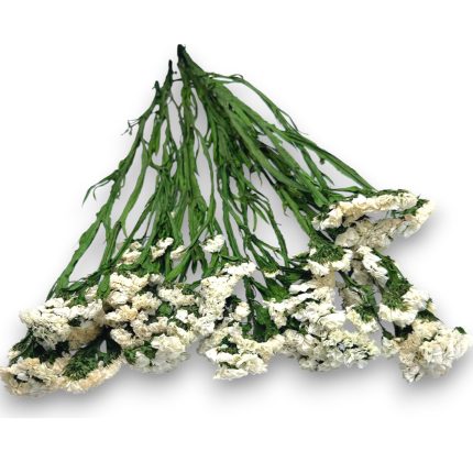Bunches of white baby's breath (gypsophila) with long green stems on a white background, arranged loosely as a bouquet.