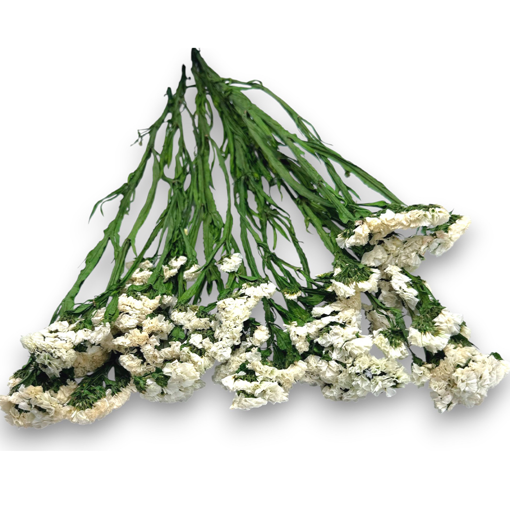 AED907D7-6573-E5E6-7A38-0196ECEE37CE_11 | La Vie en Rose Bunches of white baby's breath (gypsophila) with long green stems on a white background, arranged loosely as a bouquet.