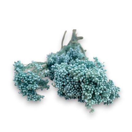 Blue-green coral fragment on a white background.