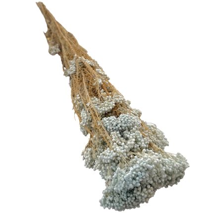 Dried bouquet with pale gray-blue fluffy seed clusters on brown stems, isolated on white
