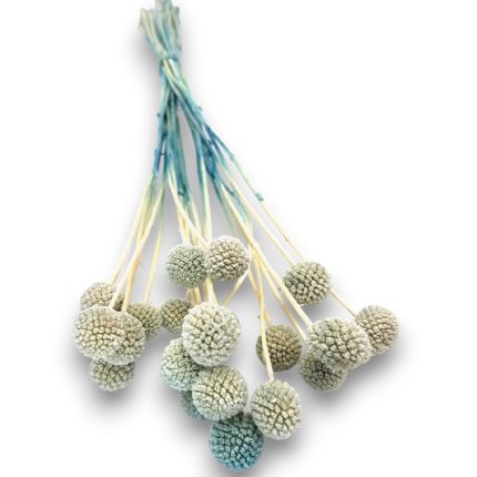 Bundle of pastel blue-green dried bunny tail grass (Lagurus ovatus) flower heads tied together at the top, arranged as a decorative bouquet.